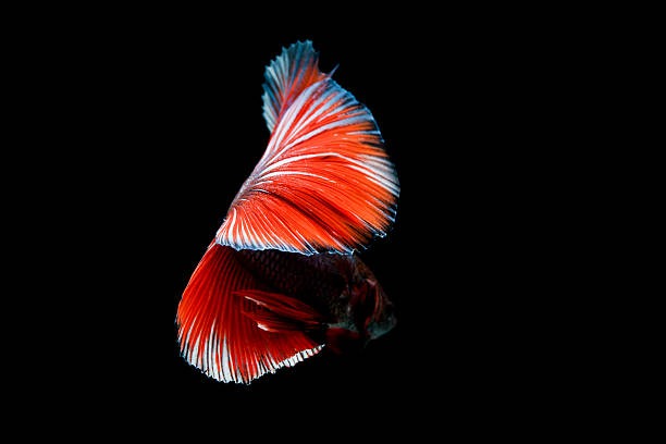 Ripples of Royalty Why the Betta Fish Rules the Aquarium World